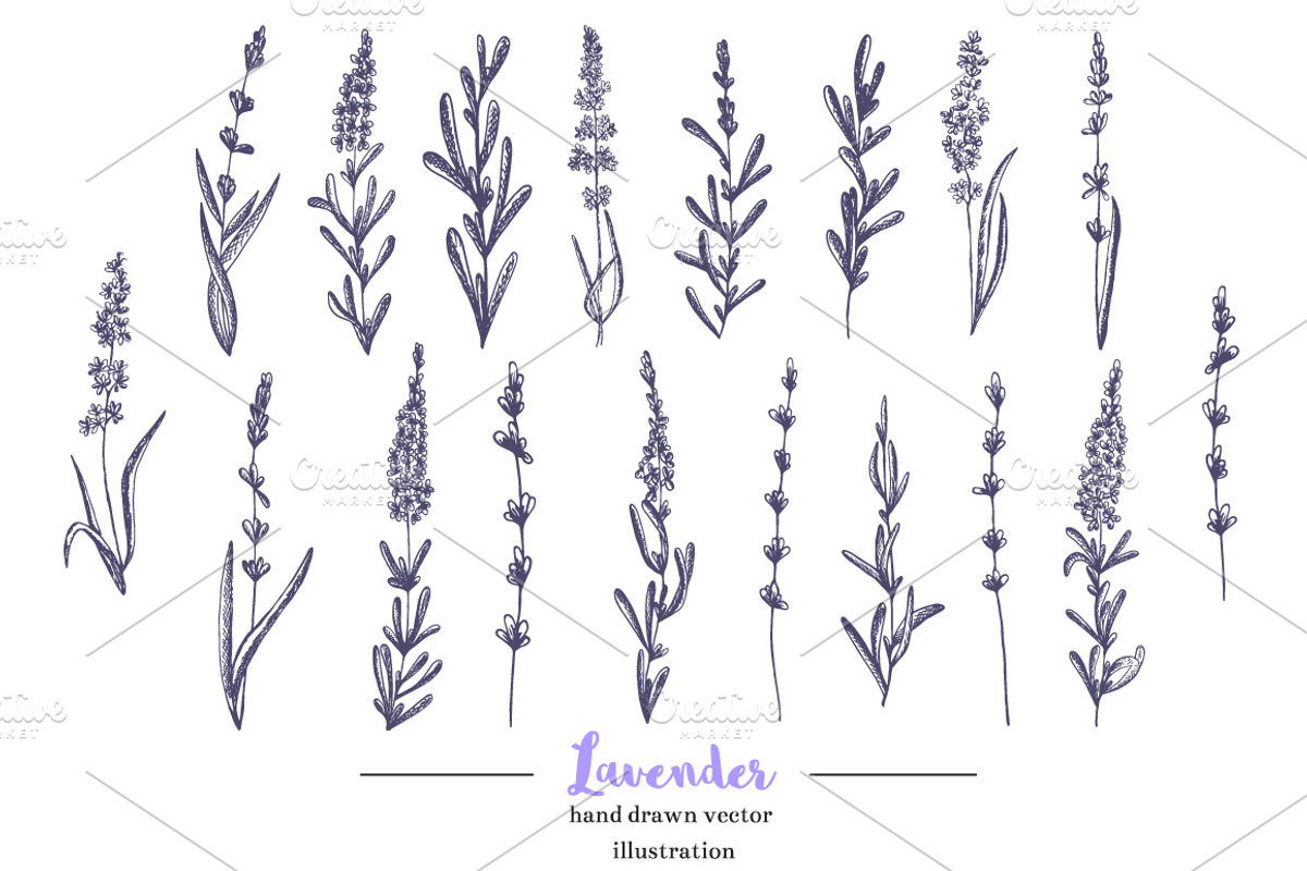 Lavender in Provence, an Illustration by TashaDraw (Photo 2 of 8)