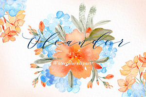 Oleander. Watercolor Clipart