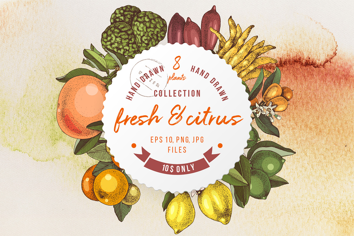 Fresh & citrus, a Food Illustration by handsketched (Photo 1 of 11)