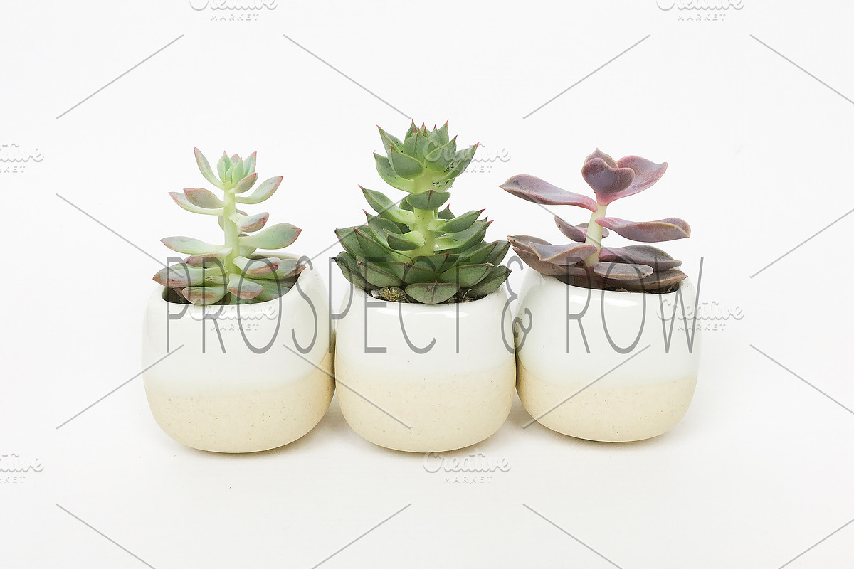 Succulent Photo Bundle, a Photo by Hudson Lark Studio (Photo 5 of 8)