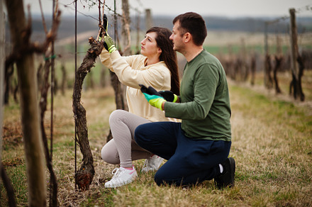 Couple working on vineyard in early spring., a Person Photo by AS photostudio
