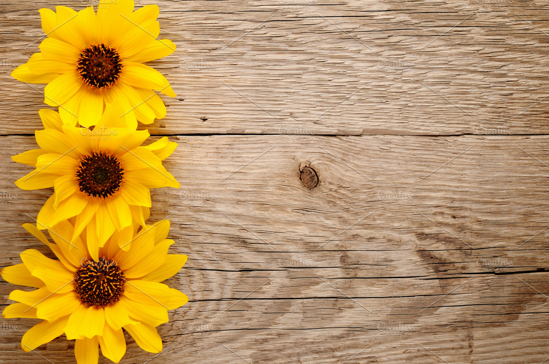 Ornamental Sunflowers