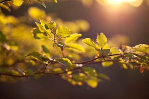Branch containing tree, leaves, and leaf