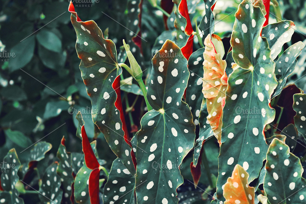 Tropic | Tropical Green Photo Bundle, a Nature Photo by MDSN Design (Photo 14 of 16)