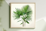 Luxury Tropical Nature, a Nature Photo by pictures for you (Thumbnail 17 of 19)