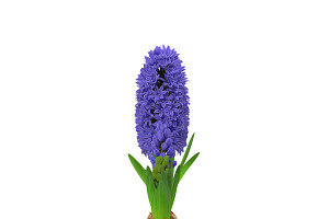 Hyacinthus Orientalis