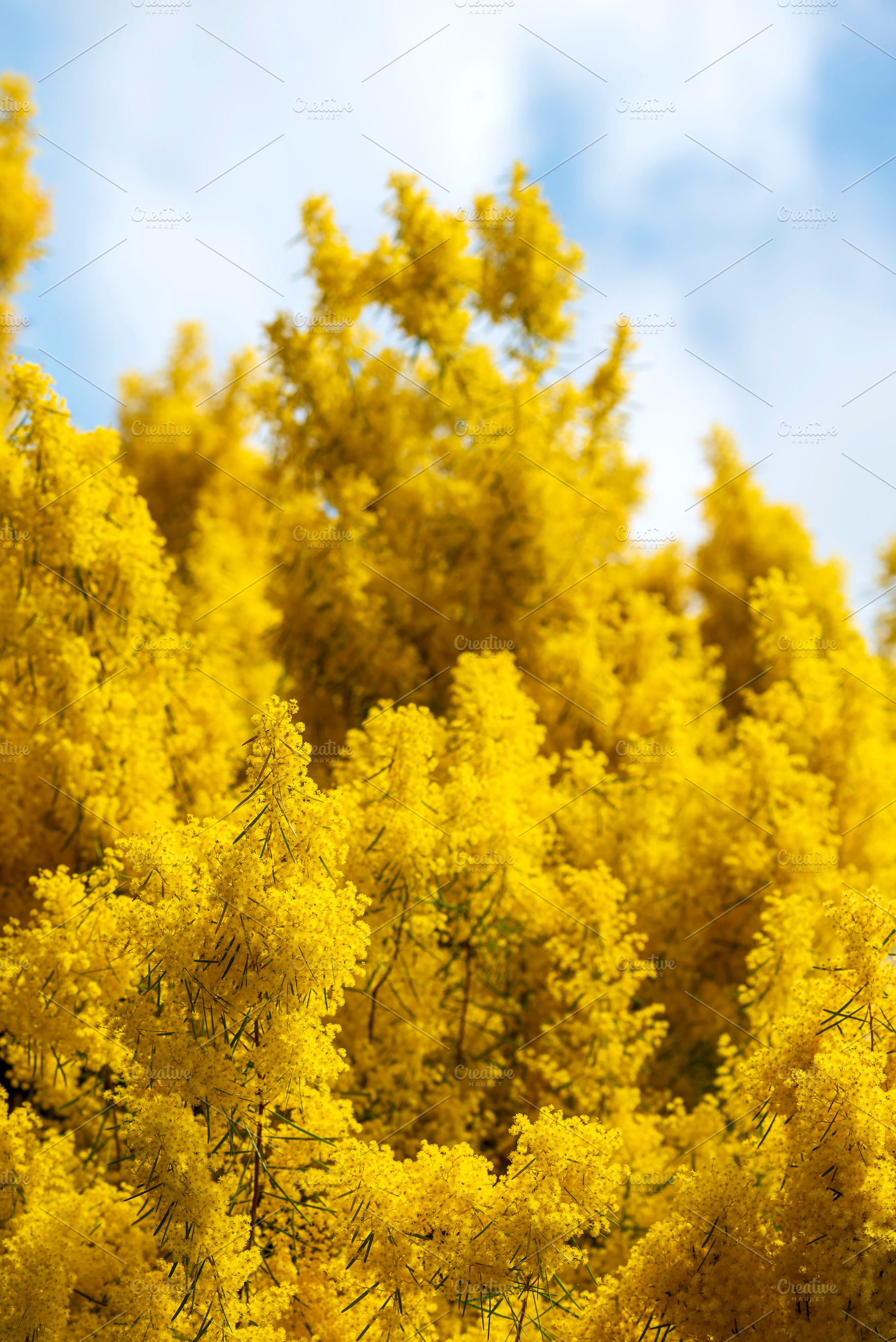 Wattle Tree Flowers, a Photo by THP Creative