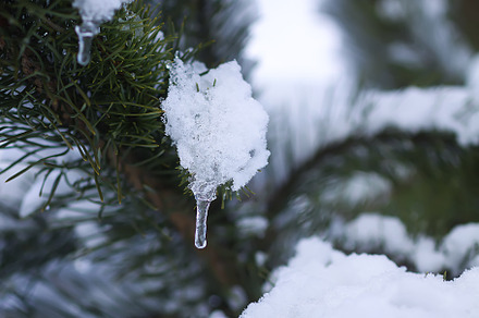 Tiny Icicles preview 2