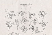 Innocent Lily - Floral Line Art, an Illustration by Julia M. Watercolor (Thumbnail 11 of 11)