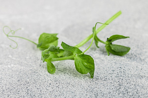 Fresh sweet green pea sprout