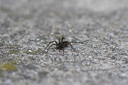 Spider containing spider, spiderman, and insect
