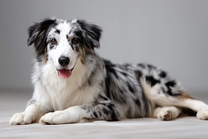 Blue merle collie dog lying on, an Animal Photo by MistyDay