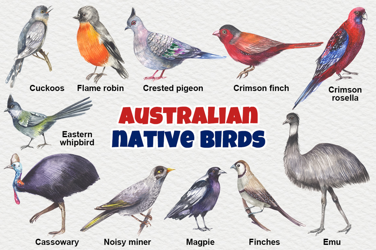 Australian native birds, an Illustration by FITALARTSNEDIGI (Photo 2 of 10)