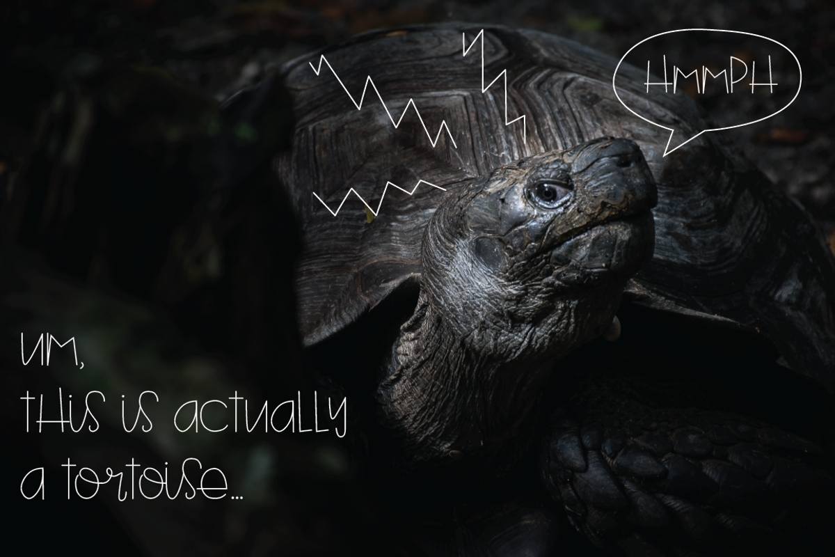 Turtle preview 4