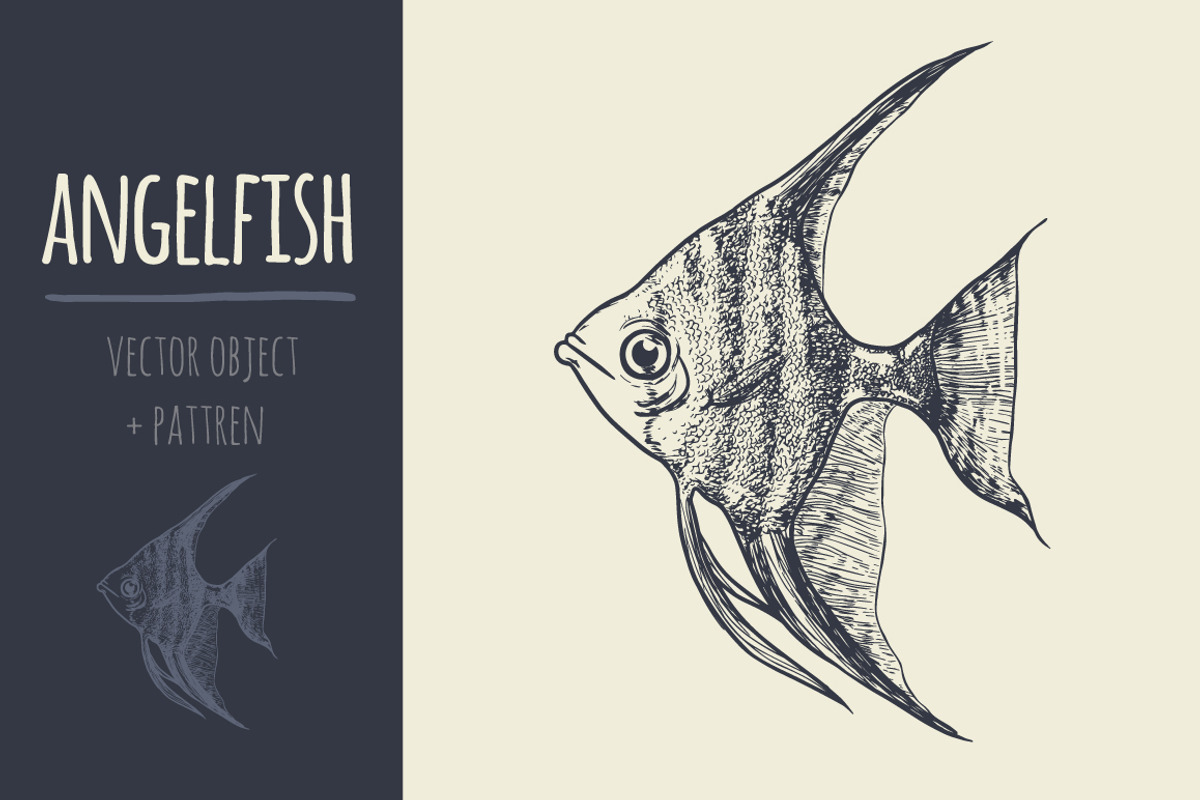 sketch angelfish, an Illustration by adi katz (Photo 1 of 2)