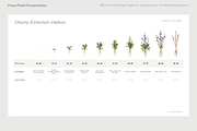 BBCH Growth Stages, Leafy & Herbs, a Presentation Template by Ilia Design (Thumbnail 3 of 9)