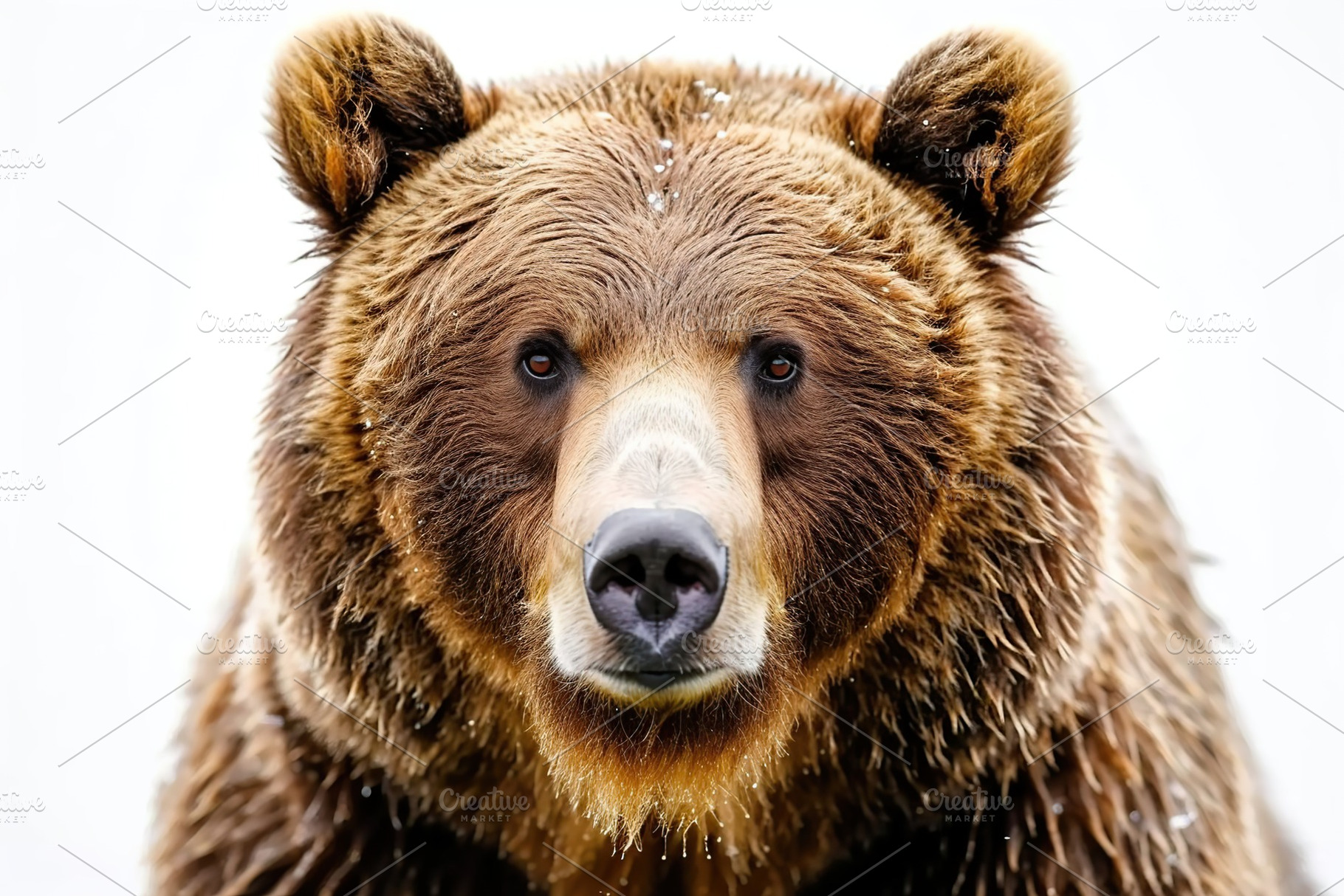 Portrait of big brown bear, an Animal Photo by AlyaAnd