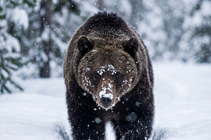 Majestic Brown Bear Walking, an Animal Photo by Virgo Studio