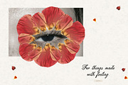 Tender Flora: Botanical Scrapbook, an Object Graphic by Feelsoul (Thumbnail 7 of 10)