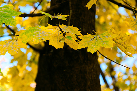 Autumn Maple preview 6