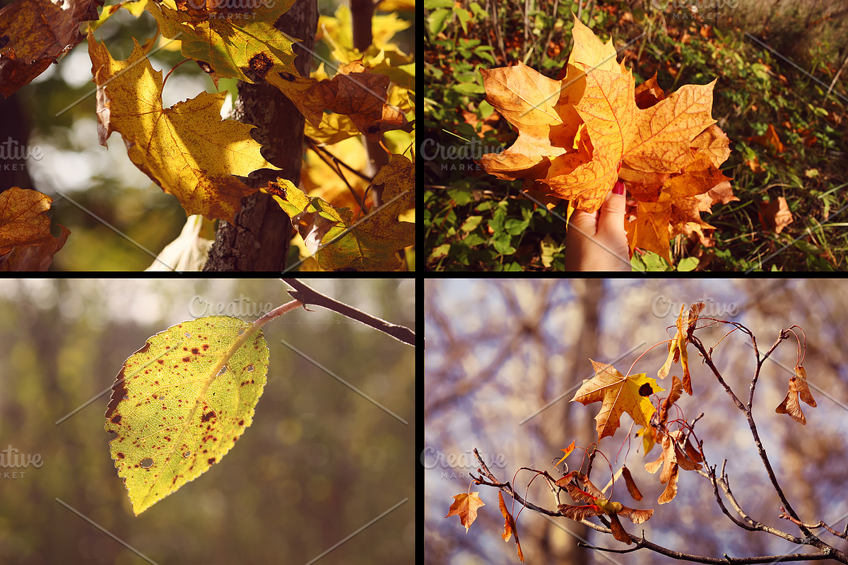 28 autumn nature photo pack, a Nature Photo by pictures for you (Photo 5 of 7)