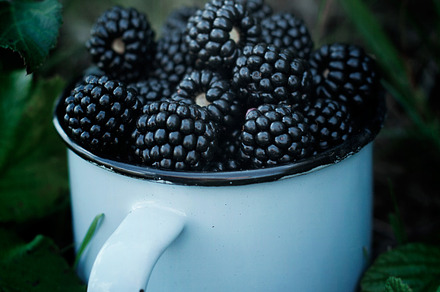 The pickling of blackberries