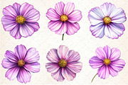 Cosmos Flower Bloom Clipart, an Illustration by Rose Art (Thumbnail 5 of 7)