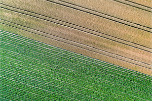 Potatoes and wheat in a field in the Bas-Rhin department of France, a Nature Photo by Leonid Andronov