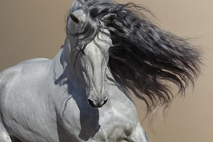 White Andalusian horse