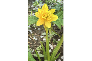 A bright yellow double spring, a Nature Photo by TatsianaSalauyova