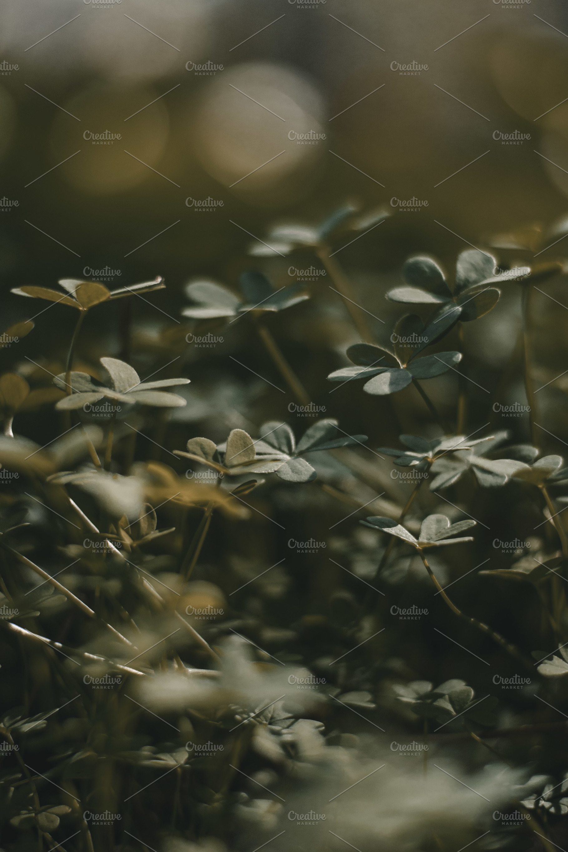 Clovers, a Nature Photo by Fossilized Tree Sap