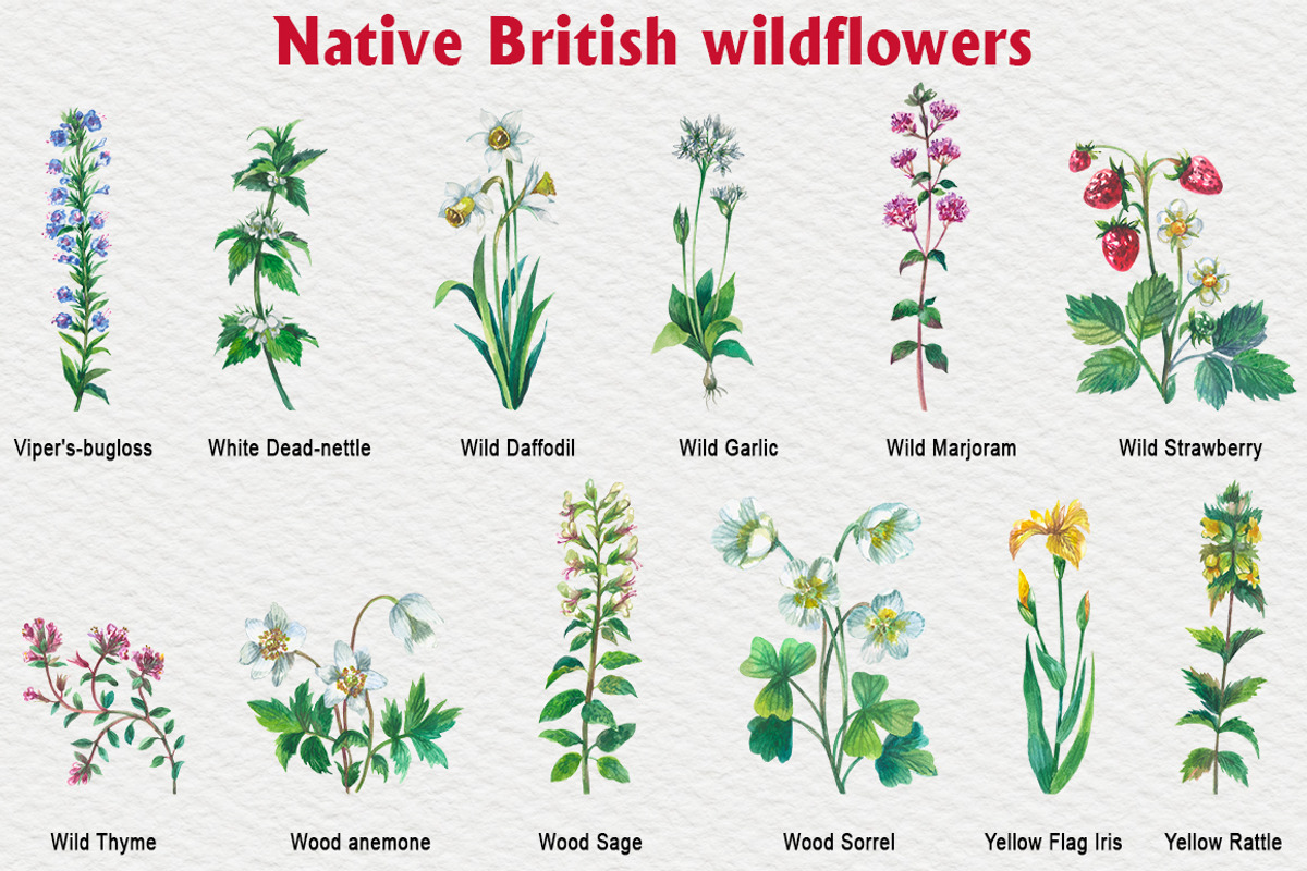 Native British wildflower watercolor, a Decorative Illustration by FITALARTSNEDIGI (Photo 5 of 11)