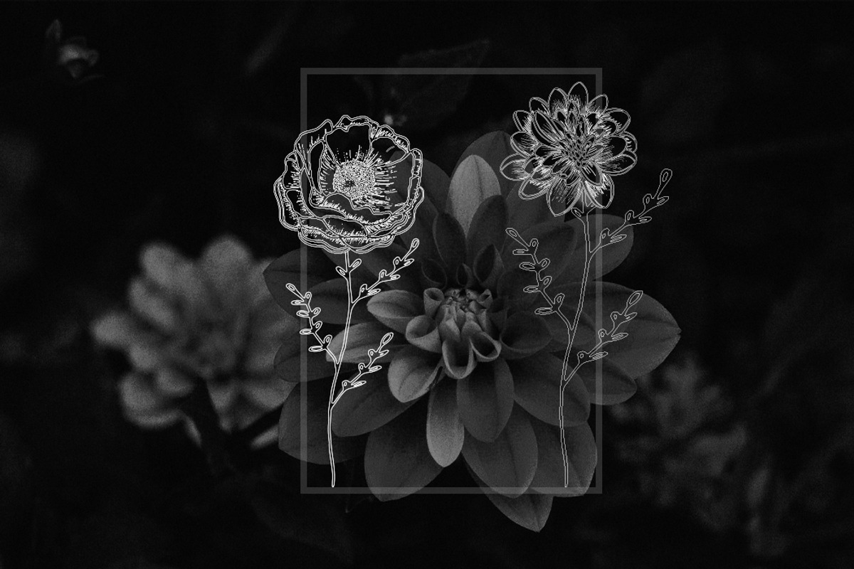 Minimalistic Floral Illustrations, a Decorative Illustration by Chimerique (Photo 6 of 9)
