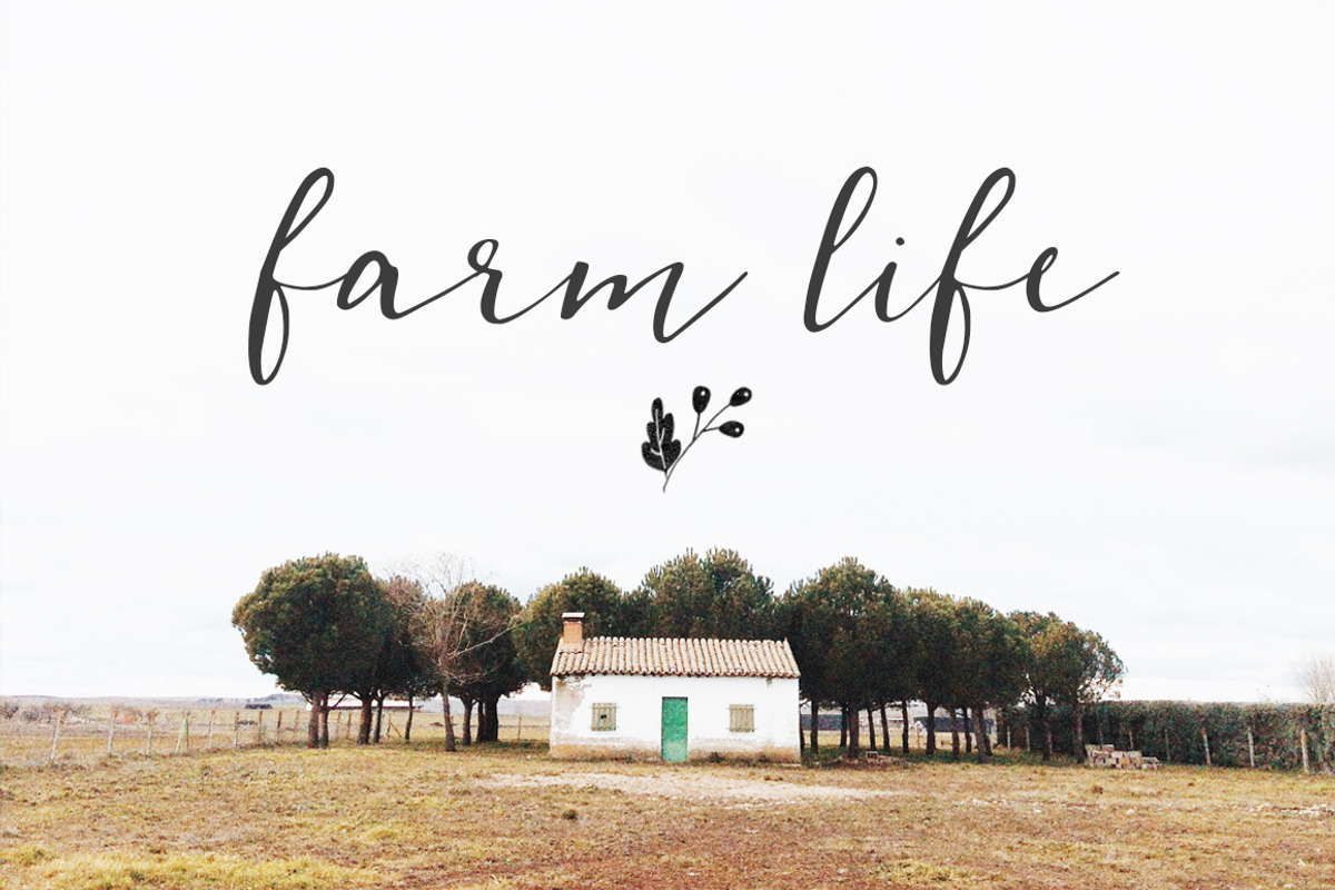 Cedrika script font preview 7