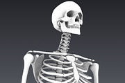 Human skeleton rigged, a Characters & Person 3D Model by konstantin.ermolaev (Thumbnail 14 of 27)