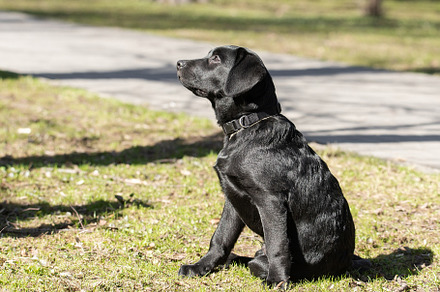 Labrador retriever puppy in grass., an Animal Photo by AlexBush