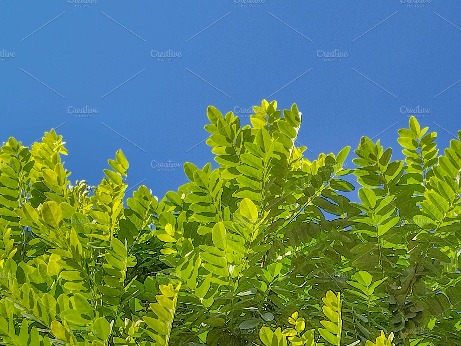 Green tree branches under clear blue sky, a Nature Photo by DanFLCreativo