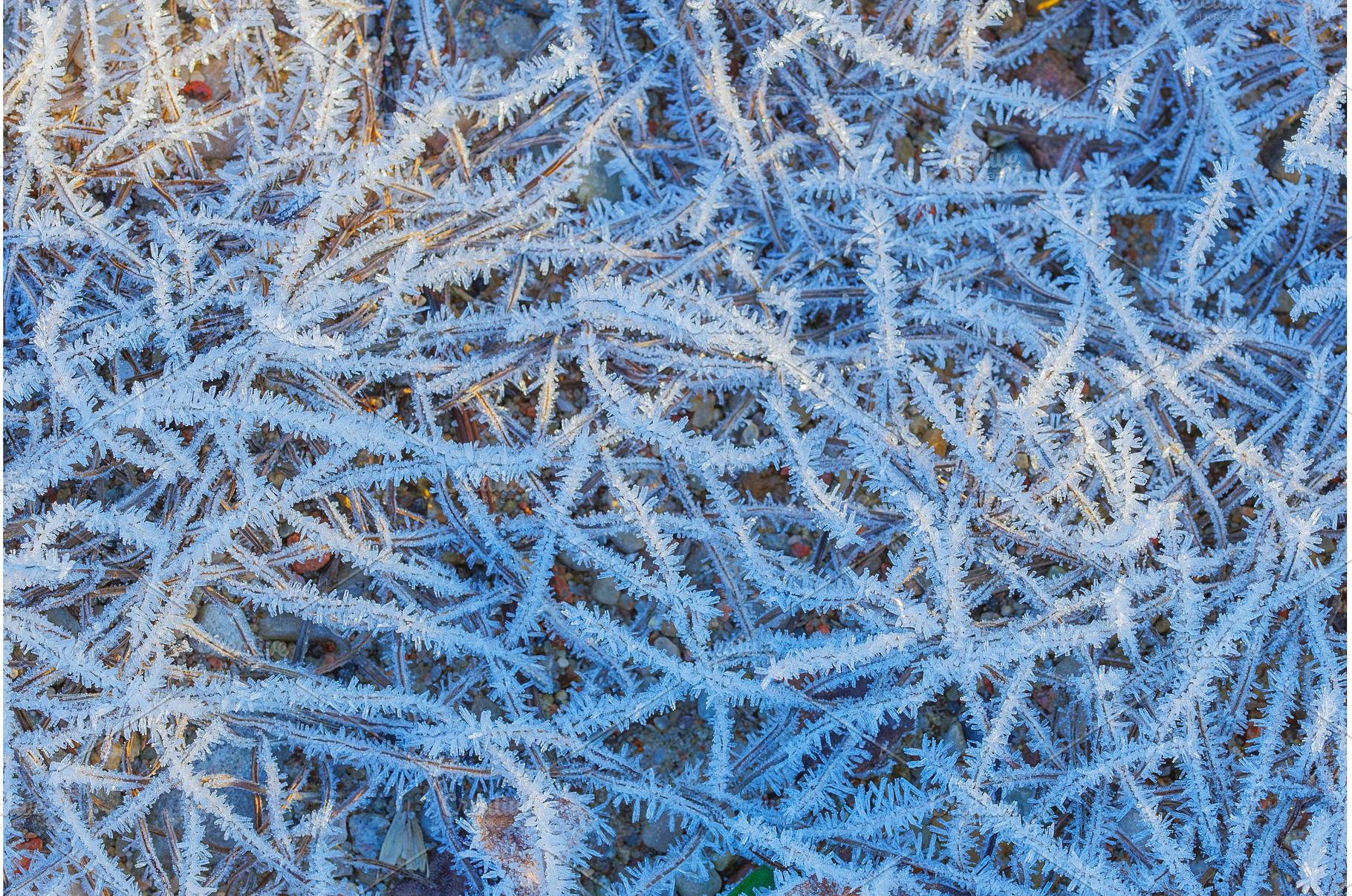 Grass covered in frosty ice crystals, a Nature Photo by Lukas Jonaitis SHOP