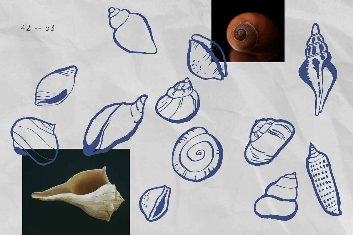 Seashells Hand drawn vector elements, a Seasonal Illustration by Lena Nikolaeva (Photo 11 of 14)