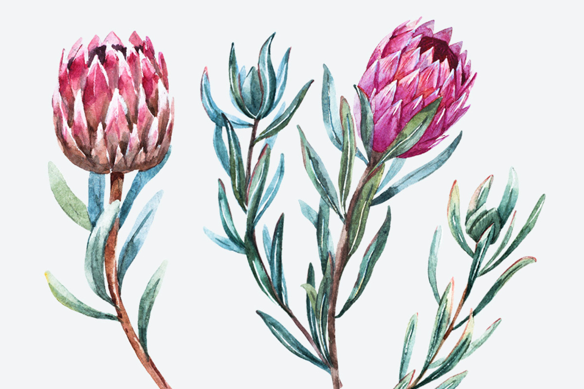 Watercolor Flower Protea, an Illustration by Lembrik's Artworks (Photo 2 of 5)