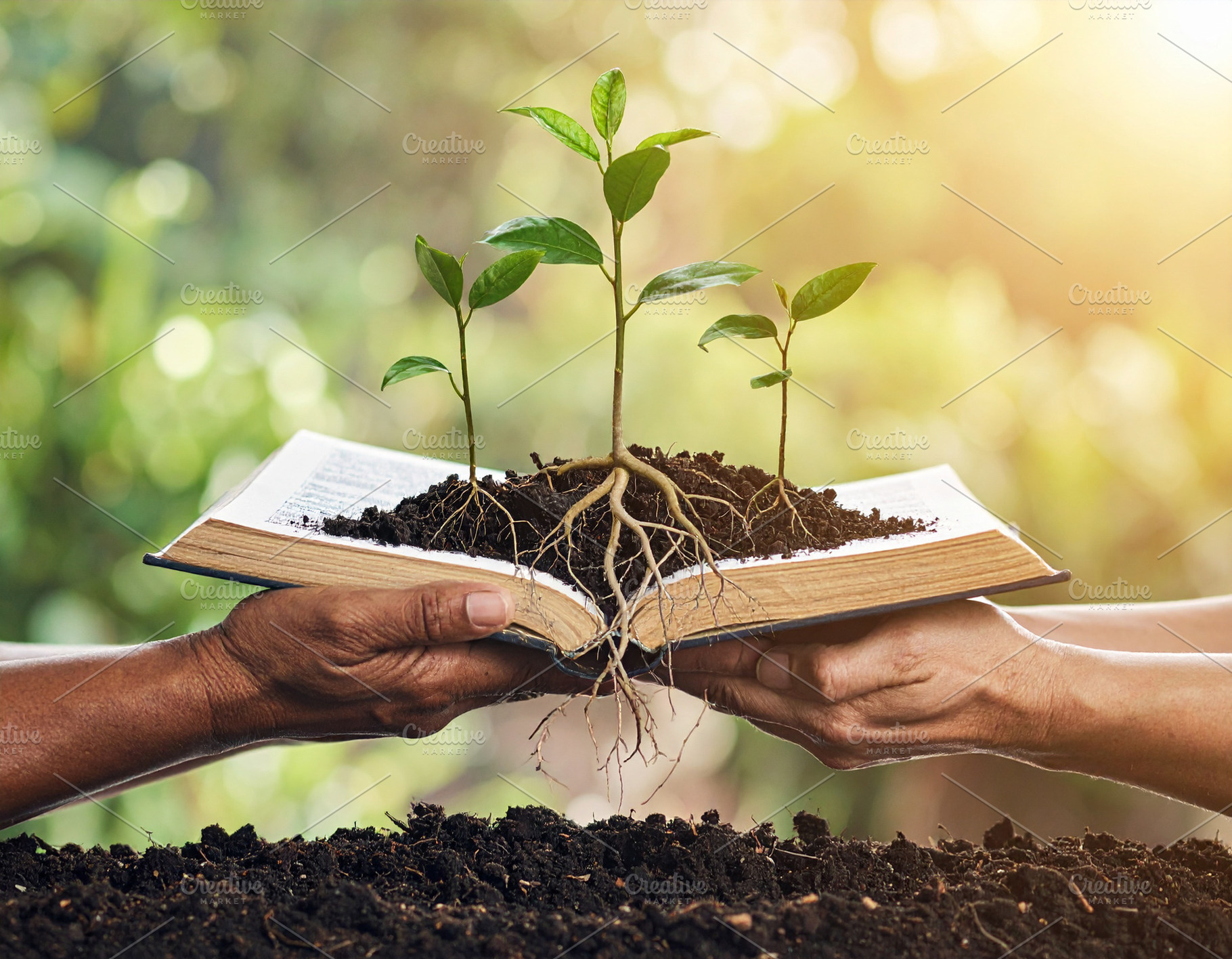 The book that grows knowledge and life, a School & Education Photo by DanFLCreativo