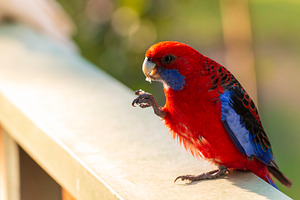 Crimson Rosella Eating, an Animal Photo by THP Creative