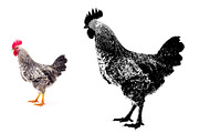Animal Photo to Tracing, an Action Add-On by MRI STUDIO (Thumbnail 6 of 10)