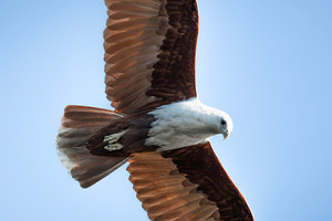 Brahminy Kite, an Animal Photo by Rob D Animal Photography