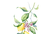 Watercolour Lemons, a Food Illustration by Botanical Art Shop (Thumbnail 3 of 4)