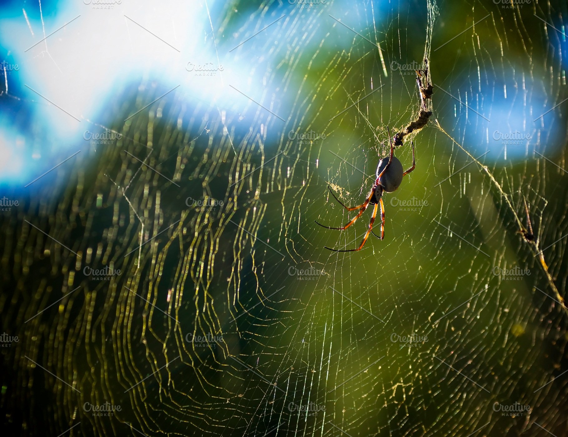 Spider in Web, an Animal Photo by THP Creative