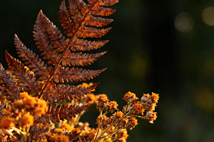 Golden Hour Fern and Dried Flowers, a Nature Photo by Virgo Studio