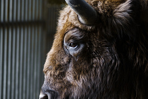 Portrait of a bison in a profile.