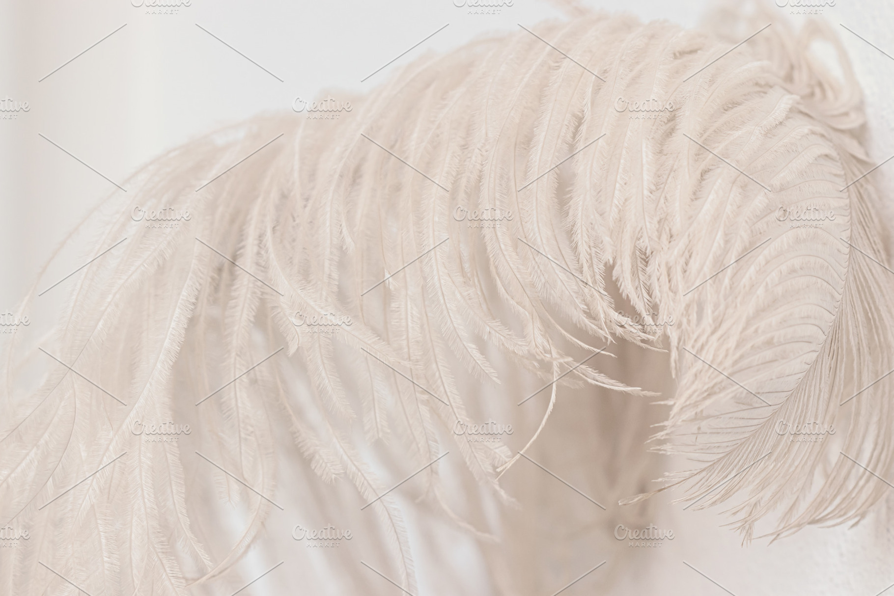 White feather featuring abstract, angel, and animal, an Abstract Photo by J&M Diversity