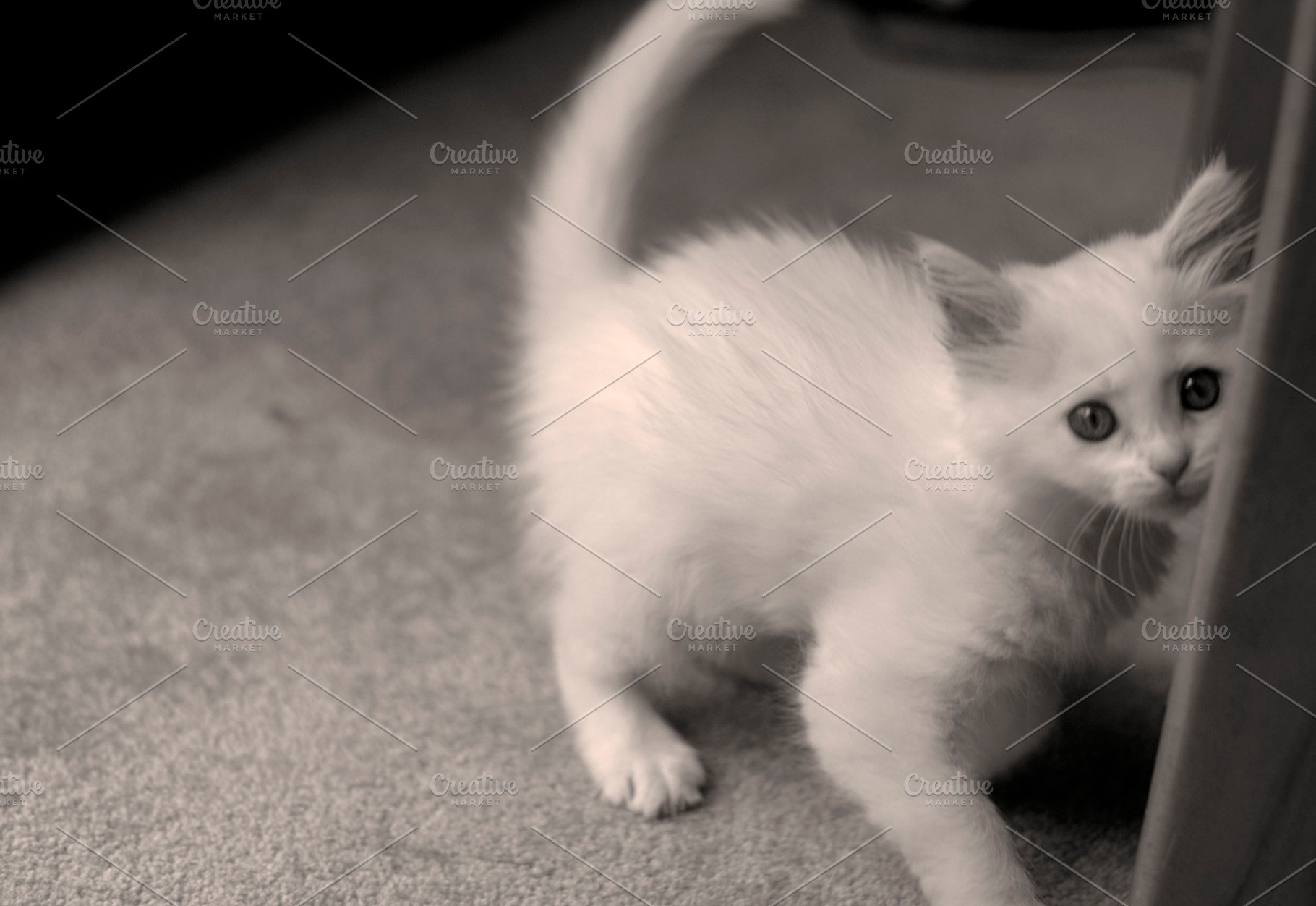 The cutest little kitten!